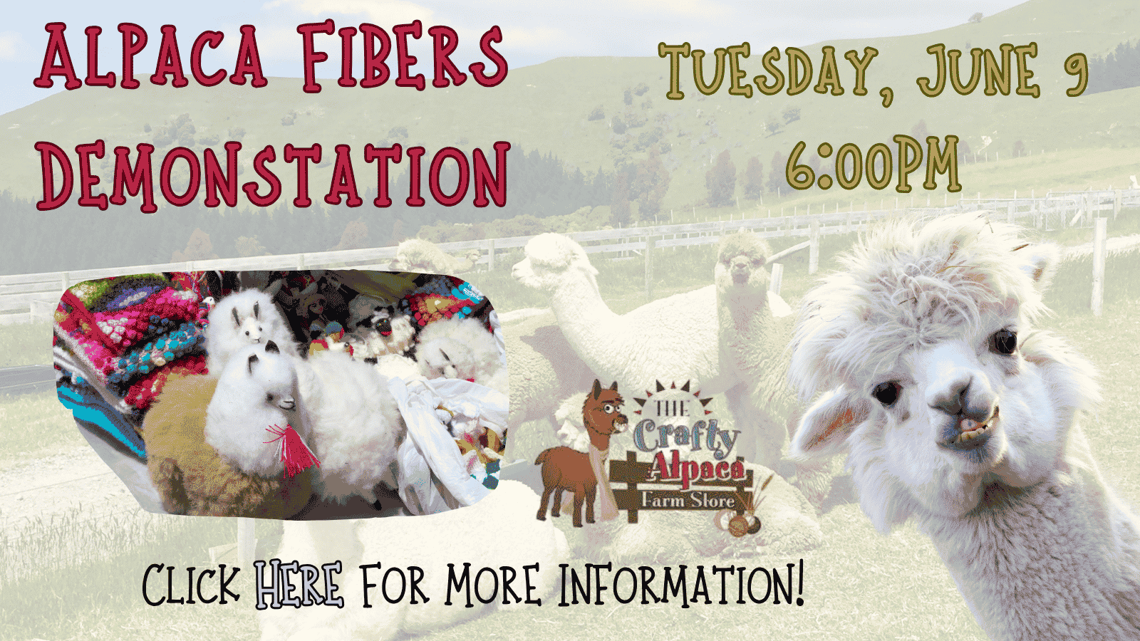 Llamas are great, but alpacas are fleece-tastic!